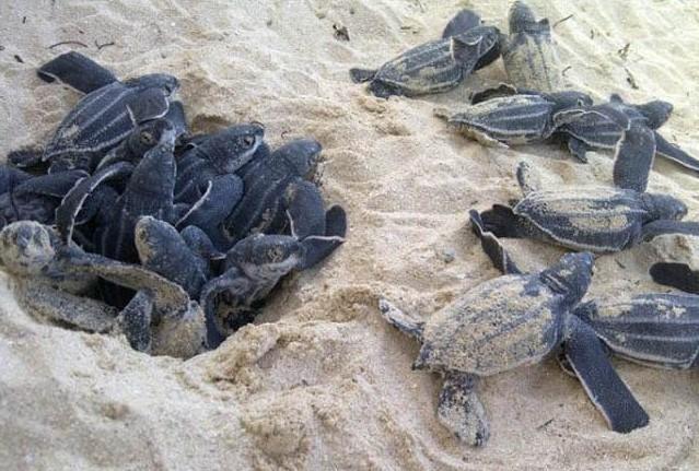 Environnement: Éclosion de nid de tortue verte dans l'Air Marine Protégée de la somone