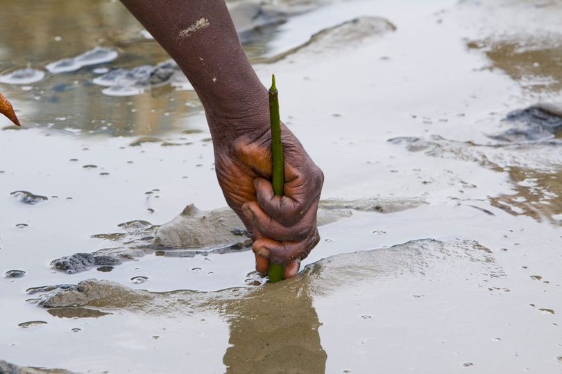 Les reboisements de la mangrove ont commencÃ© dans le Sine Saloum et la Casamance avec notre partenaire WeForest.org ðŸŒ±